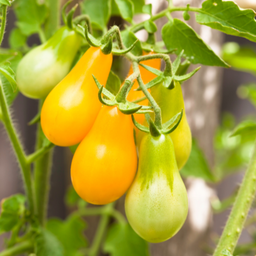 [318] Poire jaune Cherry Tomato (Solanum lycopersicum)