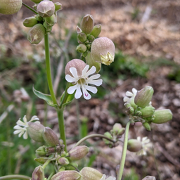 [206] Bladder campion (Silene vulgaris)