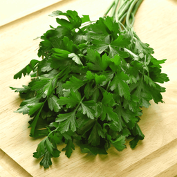 [152] Flat Parsley (Petroselinum crispum var. neapolitanum)