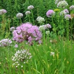 [005] Carolina Garlic (Allium carolinianum)