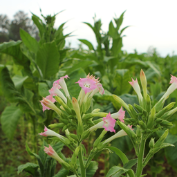 [216] Virginia Gold Tobacco (Nicotiana tabacum)