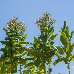 [211] Scent of Italy tobacco (Nicotiana tabacum)