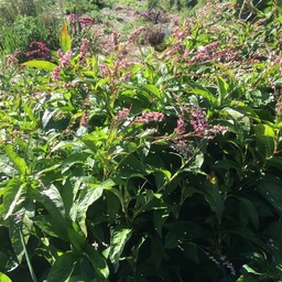 [091-1] Indigo Japonais (Persicaria tinctoria)