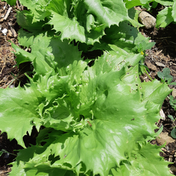 [105] Ice Queen lettuce (Lactuca sativa var. capitata)