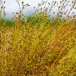 [036] Camelina (Camelina sativa)