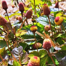 [032-1] Brède Mafane (Acmella oleracea)