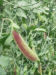 [153] Pea Blush Tendril (Pisum sativum)