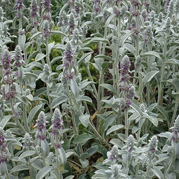 [144] Oreille de lapin ( Stachys byzantina, Stachys lanata)