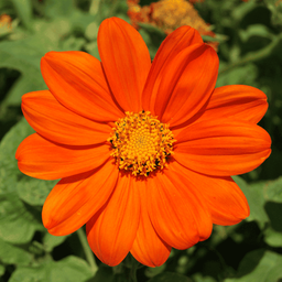 [220] Mexican Tithonia (Tithonia rotundifolia)