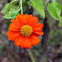 [220] Tithonia Mexicain (Tithonia rotundifolia)