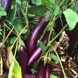 [018] Aubergine Little Fingers (Solanum melongena)