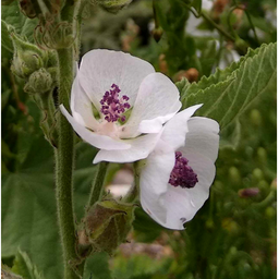 [284] Guimauve officinale (Althaea officinalis)