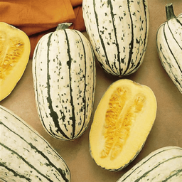 [073] Courge Delicata (Cucurbita pepo)