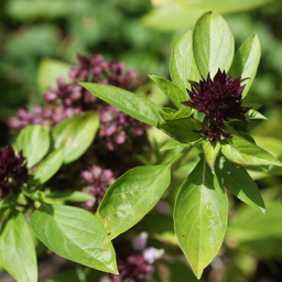 [027] Basilic Thaï (Ocimum basilicum)