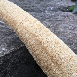 [290] Luffa squash (Luffa aegyptiaca)