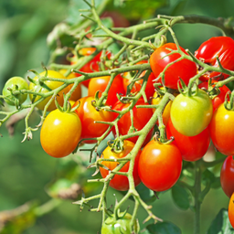 [284] Tomate cerise Cheeseman's (Solanum Cheesmani)