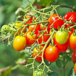 [800] Tomate cerise Cheeseman's (Solanum Cheesmani)