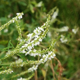 [123] Mélilot Blanc (Melilotus albus)