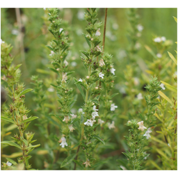 [200] Winter savory (Satureja montana)