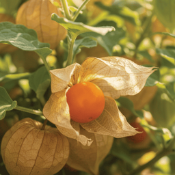 [046] Cerise de terre Goldie (Physalis pruinosa)