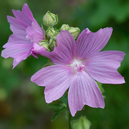 [121] Mixed Musk Mallow (Malva moschata)