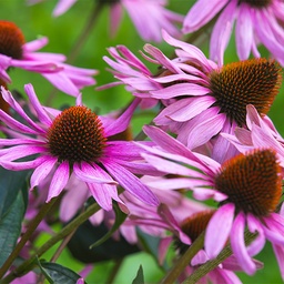 [077] Échinacée pourpre (Echinacea purpurea)