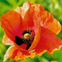 [149] Oriental Poppy (Papaver Orientale)