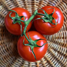 [190] Tomate 42 jours (Solanum lycopersicum)