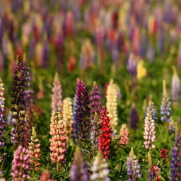 [312] Lupin mixte (Lupinus sp.)