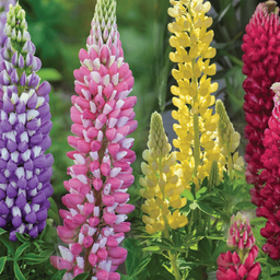 [312] Mixed lupine (Lupinus sp.)