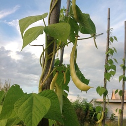 [250] Grandma Dinel climbing bean (Phaseolus vulgaris)