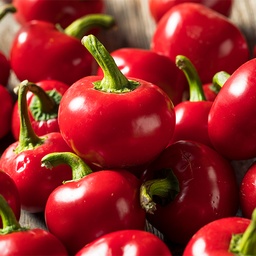 [130] Piment Szentesi Cherry (Capsicum annuum)