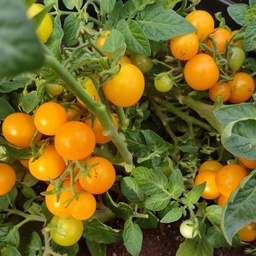 [311] Orange Hat dwarf Tomato (Solanum lycopersicum)