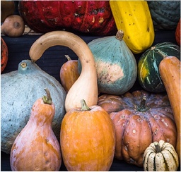 [228] Harold's Squash mixt (Cucurbita maxima, c. moshata, c. pepo etc.