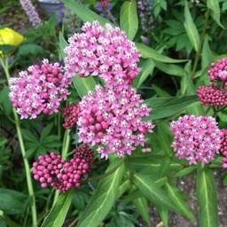 [012-2] Asclépiade incarnate (Asclepias incarnata)