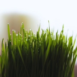 [029] Cat Grass (Avena sativa)