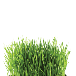 [029] Herbe à chat (Avena sativa)