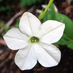 [210-1] SensationTobacco (Nicotiana alata)