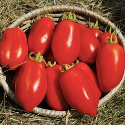 [341-1] Tomate Dix doigts de Naples (Solanum lycopersicum)