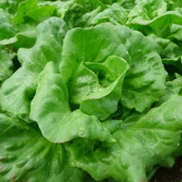 [273] Bon jardinier Lettuce (Lactuca sativa)