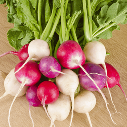[252] Easter Egg II Radish (Raphanus sativus)
