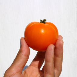 [089] Jaune Flammée tomato (Solanum lycopersicum)