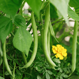 [20] Haricot nain Tobago (Phaseolus vulgaris)
