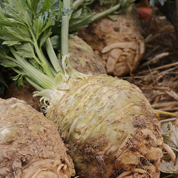 [235] Celeriac (Apium graveolens var. rapaceum)