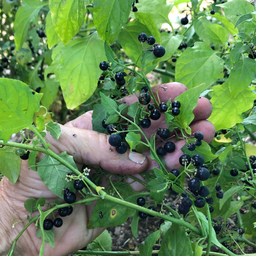 [52] Chichiquelite Huckleberry (Solanum nigrum)